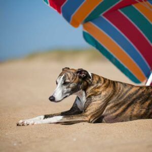 Whippet 8 Whippet descansando bajo un parasol en la playa.