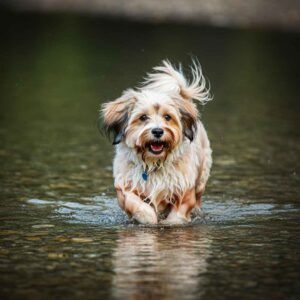 Bichón Habanero caminando en un río poco profundo.