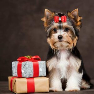 Biewer Terrier 9 Biewer Terrier con un lazo rojo junto a regalos envueltos.