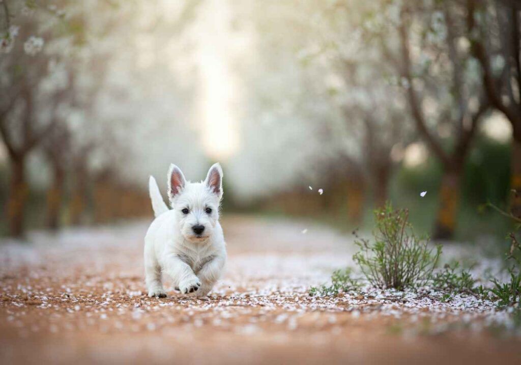Cachorro de West Highland White Terrier corriendo entre pétalos caídos.