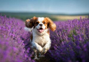 Cavalier King Charles Spaniel 4 Cavalier King Charles Spaniel corriendo entre campos de lavanda.Cavalier King Charles Spaniel corriendo entre campos de lavanda.
