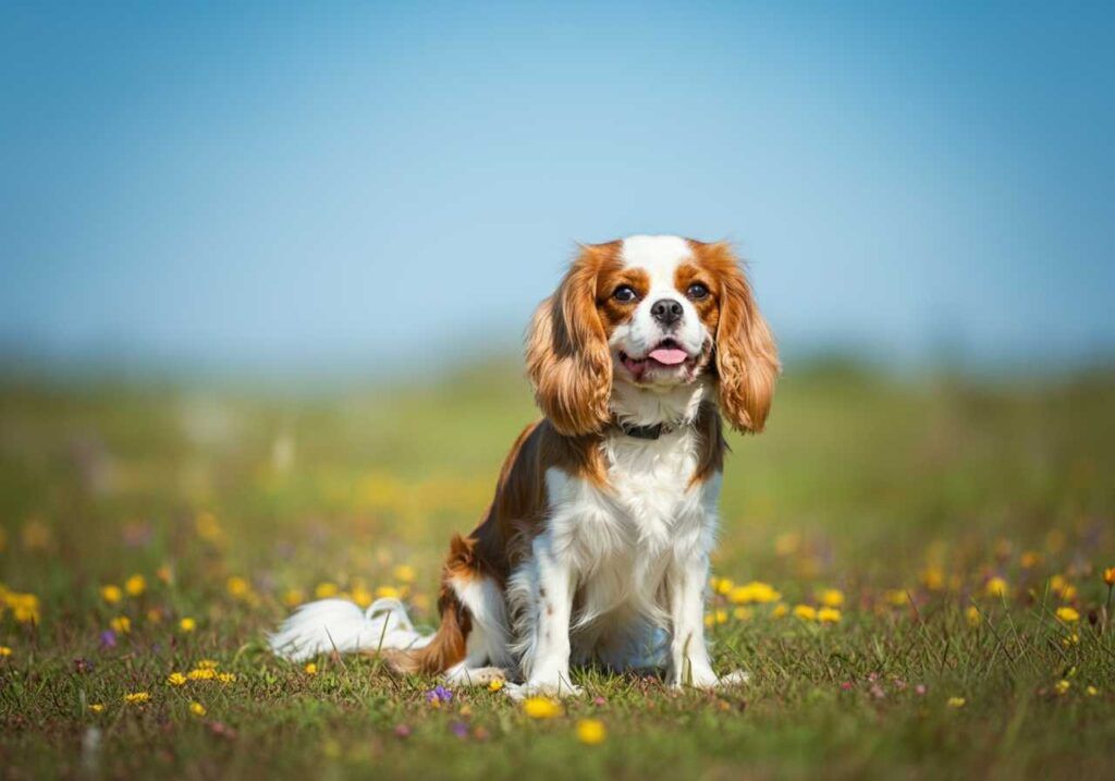 Cavalier King Charles Spaniel 1 Cavalier King Charles Spaniel sentado en una pradera de flores silvestres.