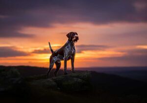 Drathaar de pie sobre una roca al atardecer con el cielo iluminado en tonos cálidos.