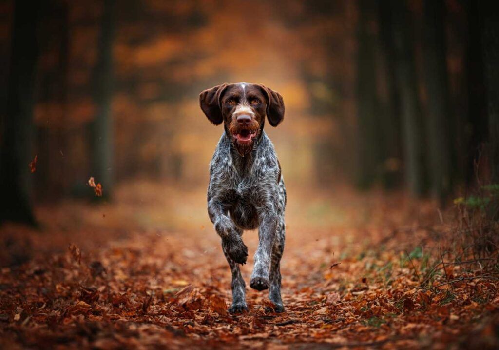 Drathaar corriendo por un sendero del bosque cubierto de hojas en otoño.