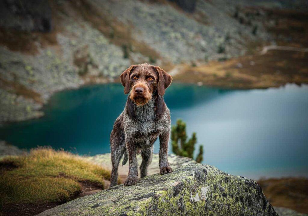 Drathaar parado sobre una roca con un lago alpino de fondo.