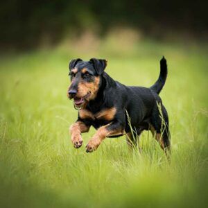Jagdterrier Alemán 2 Jagdterrier Alemán corriendo en un campo verde.