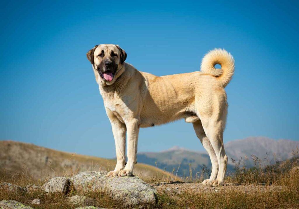 Perro Kangal de pie sobre una colina bajo un cielo despejado.
