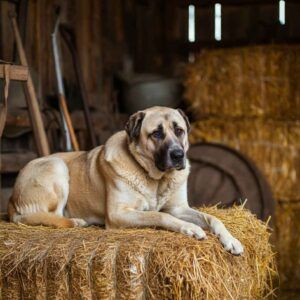 Perro Kangal descansando sobre un montón de paja en un granero.