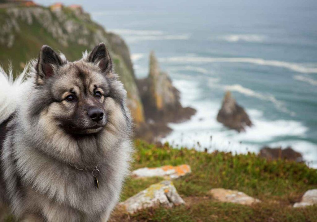 Keeshond en un acantilado con vistas al océano.
