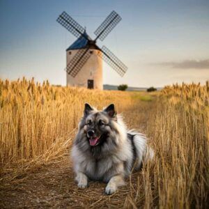 Keeshond descansando en un campo con un molino de viento de fondo.