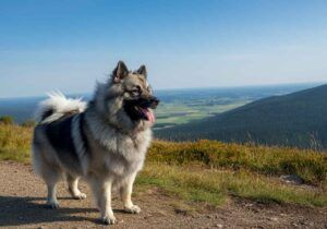 Keeshond parado en un sendero con un paisaje montañoso.