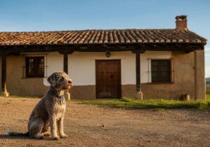 Lagotto Romagnolo 8 Lagotto Romagnolo sentado frente a una casa de campo al atardecer.