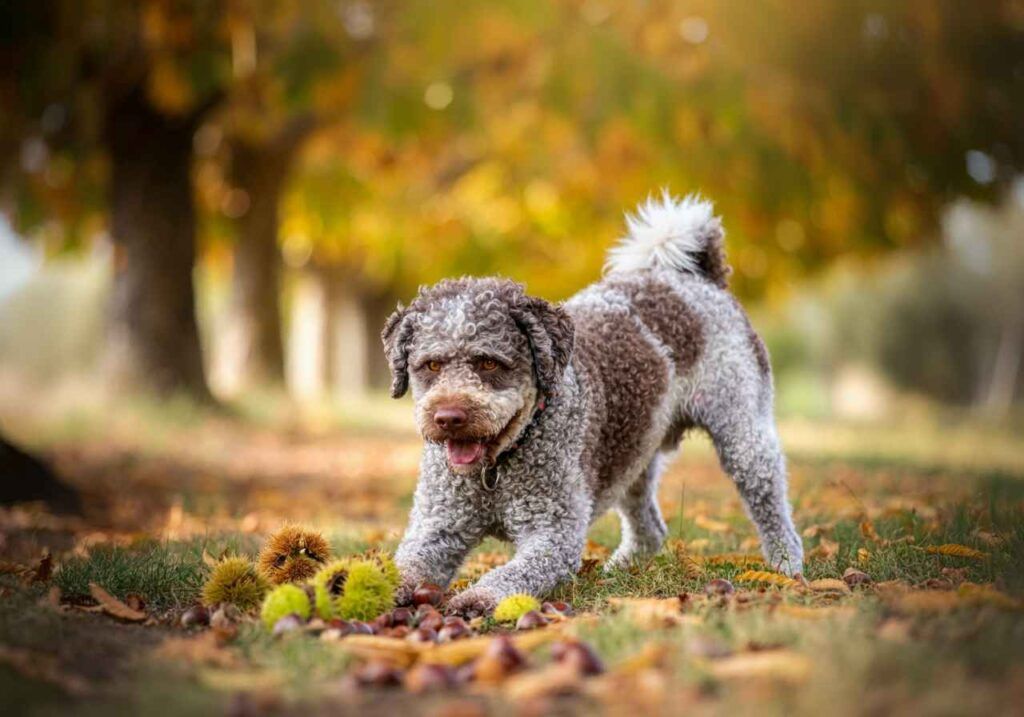 Lagotto Romagnolo 6 Lagotto Romagnolo jugando entre castañas y hojas caídas en otoño.