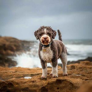 Lagotto Romagnolo 4 Lagotto Romagnolo de pie sobre rocas cerca del mar.