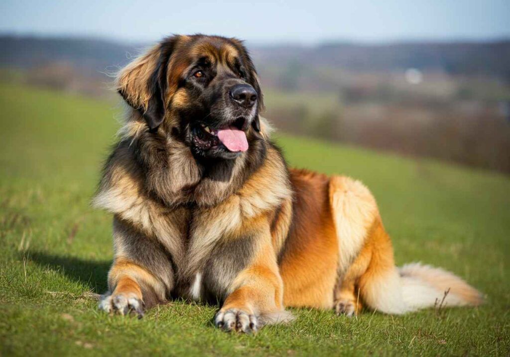 Leonberger tumbado en un campo verde bajo el sol.