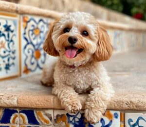 Maltipoo 4 Maltipoo descansando sobre unas escaleras con azulejos.