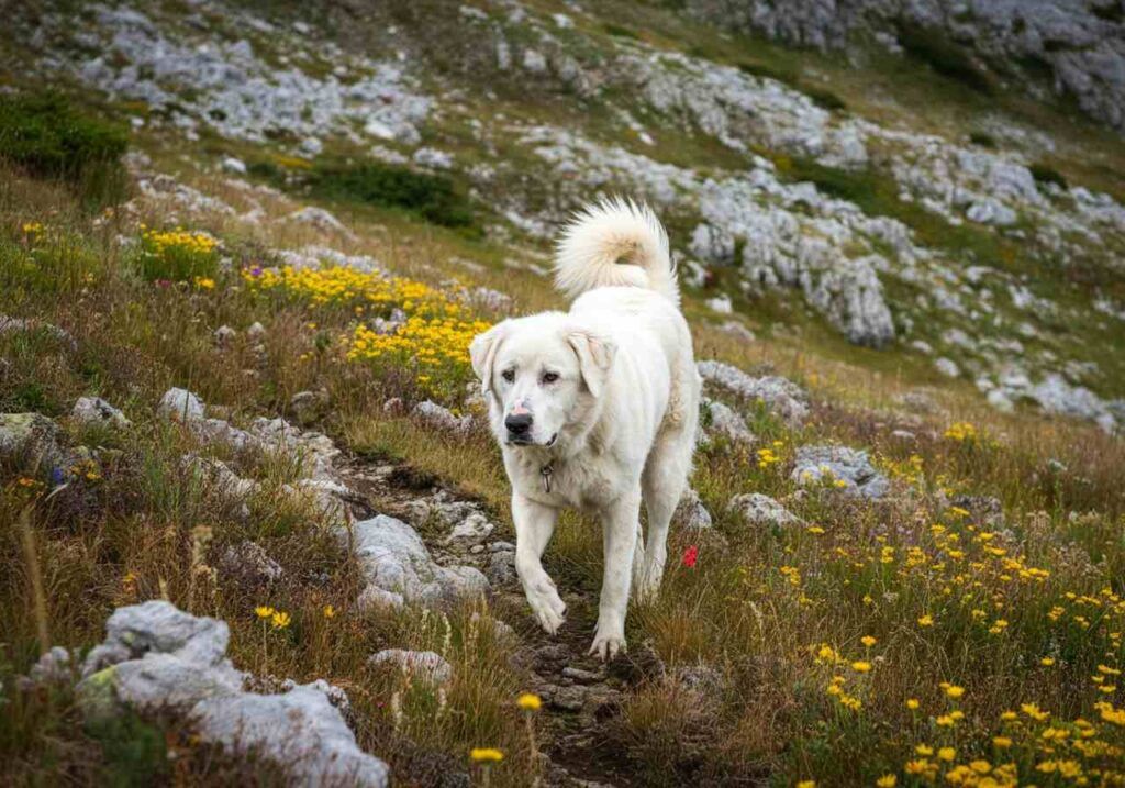 Pastor de Maremma 7 Pastor de Maremma caminando por un sendero entre flores silvestres y rocas.