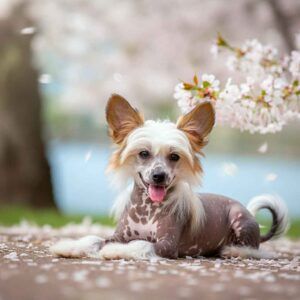 Perro Crestado Chino con flores de cerezo al fondo.