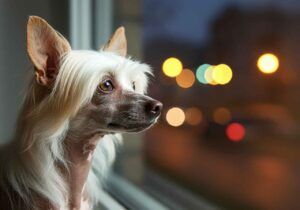 Perro Crestado Chino mirando por la ventana en la noche.