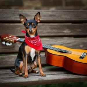 Ratonero de Praga con una bandana roja sentado junto a una guitarra.