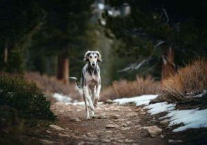 Saluki 5 Saluki corriendo por un sendero de montaña con nieve alrededor.
