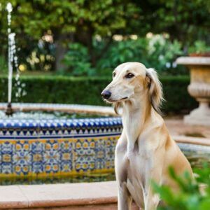 Saluki 2 Saluki sentado junto a una fuente con mosaicos tradicionales andaluces.