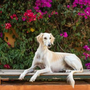 Saluki 4 Saluki blanco tumbado en un jardín decorado con flores coloridas.
