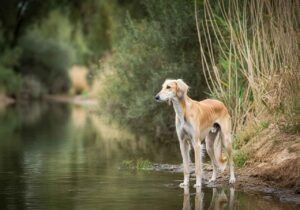 Saluki 8 Saluki observando el río rodeado de vegetación natural.