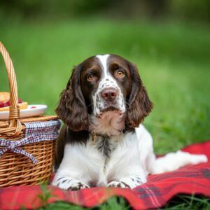 Springer Spaniel Inglés 9 Springer Spaniel Inglés descansando junto a una cesta de picnic.