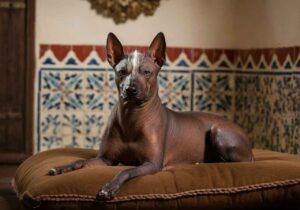 Xoloitzcuintle 8 Xoloitzcuintle recostado en una cama con almohadas.