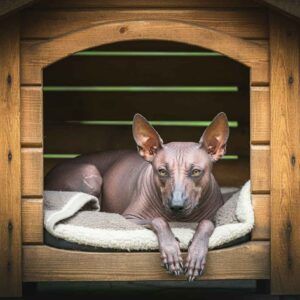Xoloitzcuintle 9 Xoloitzcuintle descansando en una caseta de madera.